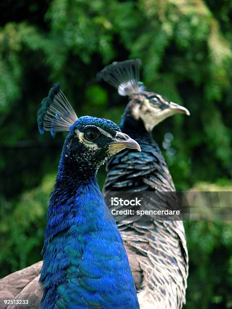 Peacock Y Hen Foto de stock y más banco de imágenes de Aire libre - Aire libre, Ala de animal, Andar