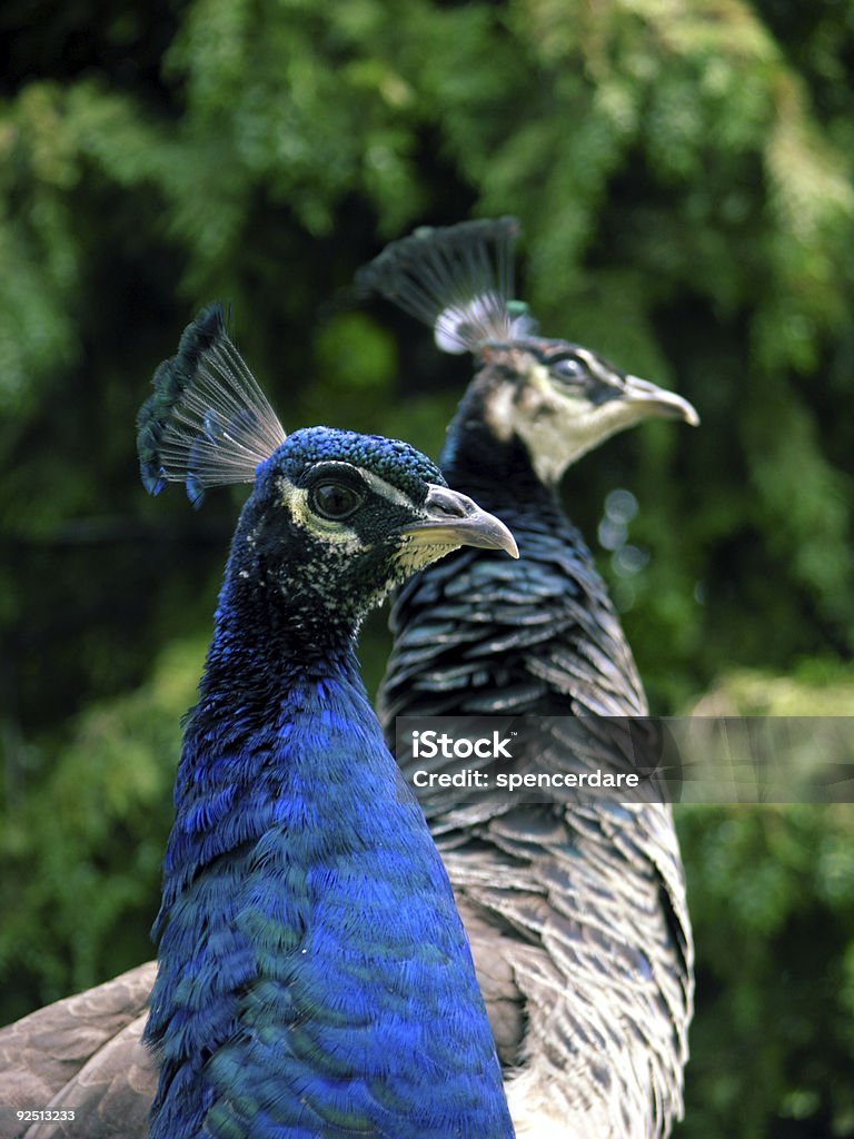 Spirographis e hen - Royalty-free Andar Foto de stock