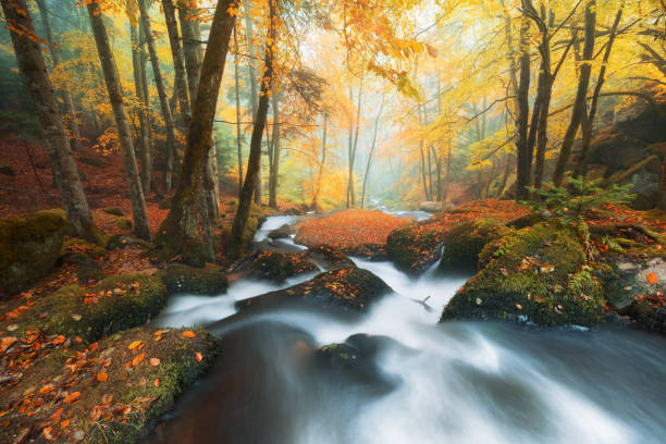 istock River and Forest during Autumn in Auvergne (France) 925133578