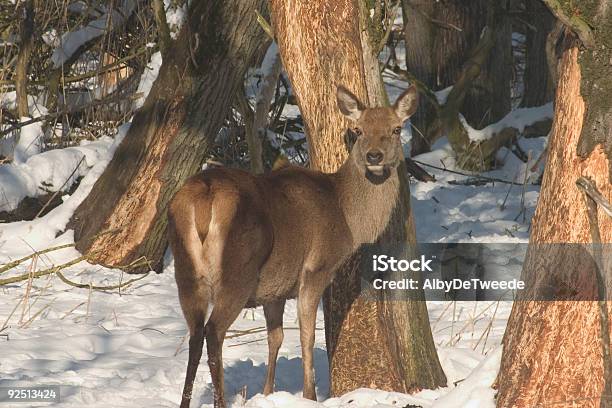 Veado Em De Neve - Fotografias de stock e mais imagens de Aberto - Aberto, Animais caçando, Animal