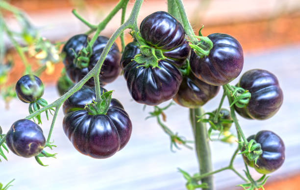 indigo rose black tomate la vigne mûre dans le jardin - heirloom cherry tomato photos et images de collection