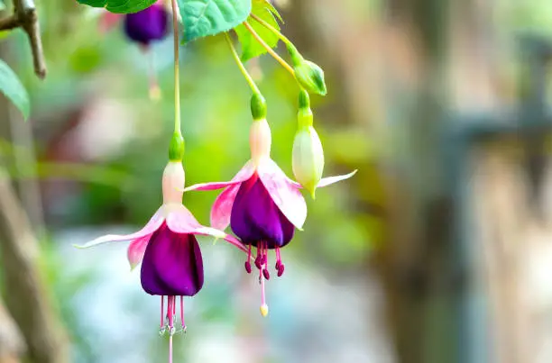 Photo of Fuschia flowers shine like pretty small lanterns flickering in the sunlight