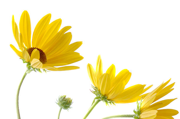 istock field of floweres 92513495