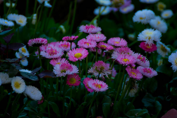 Flowering Argyranthemum on a path grassy border.