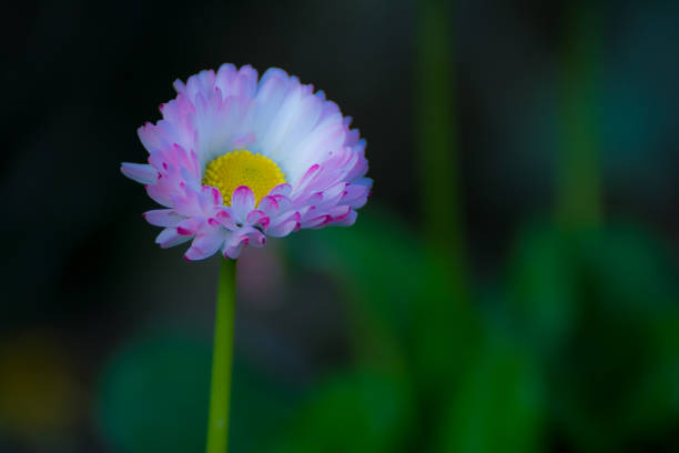 single daisy long stem flowers - long leaf grass blade of grass imagens e fotografias de stock