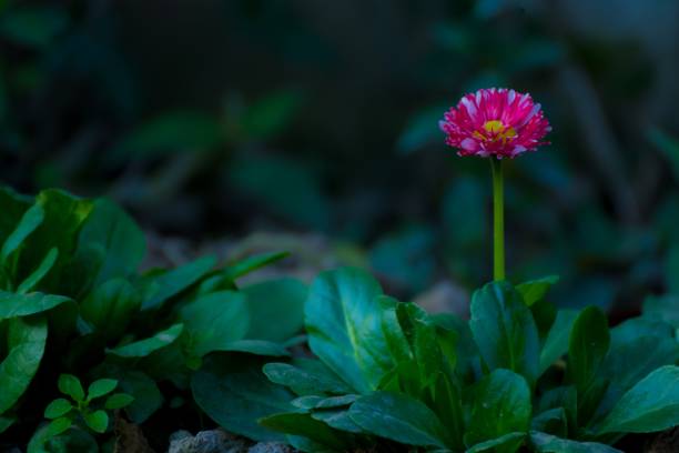 single daisy long stem flowers - long leaf grass blade of grass imagens e fotografias de stock