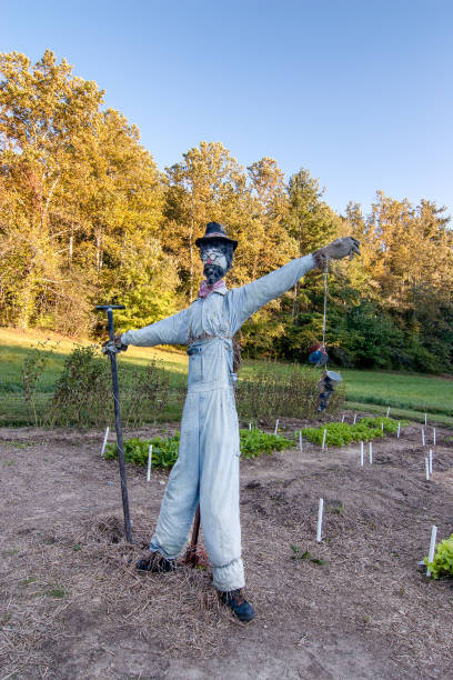 istock Scarecrow in the garden 925135444