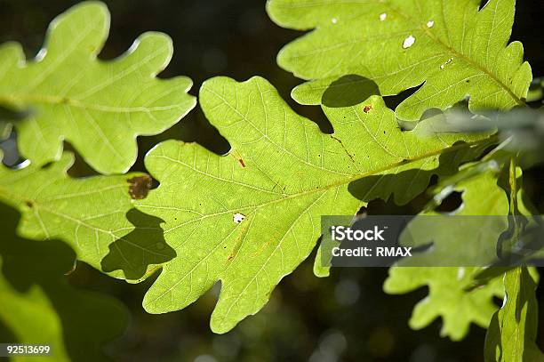Oak Leaf Stockfoto und mehr Bilder von Ast - Pflanzenbestandteil - Ast - Pflanzenbestandteil, Baum, Blatt - Pflanzenbestandteile