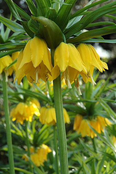 istock Fritillaria imperialis Lutea 92513722