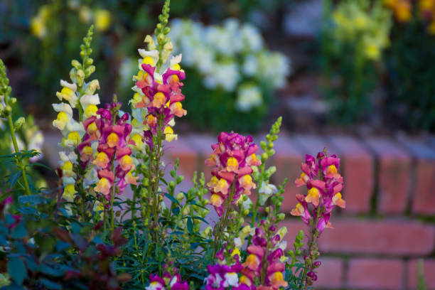 jardin de fleurs de muflier - snapdragon photos et images de collection