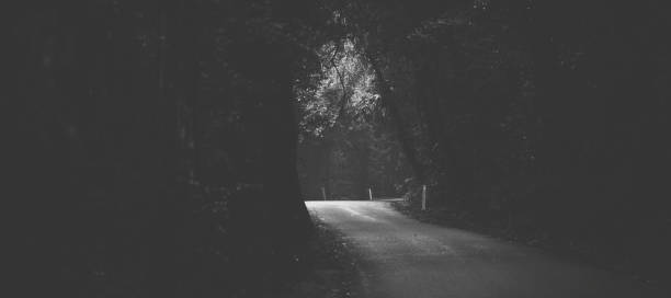 istock Moody hazy road in the forest. 925137898