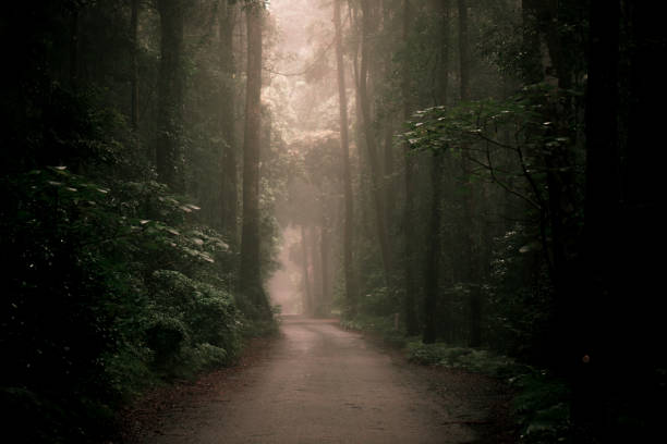 istock Moody hazy road in the forest. 925138156
