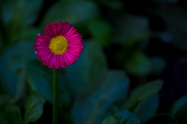 single daisy long stem flowers - long leaf grass blade of grass imagens e fotografias de stock