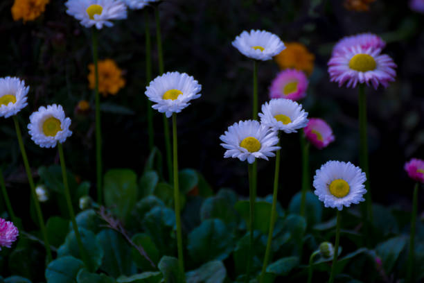 beautiful mixed white and pink color daisy long stem flowers - long leaf grass blade of grass imagens e fotografias de stock