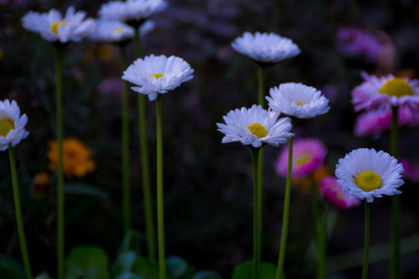 beautiful mixed white and pink color daisy long stem flowers - long leaf grass blade of grass imagens e fotografias de stock