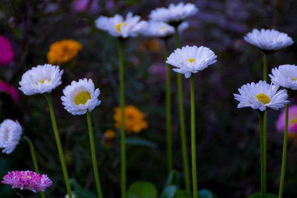 beautiful mixed white and pink color daisy long stem flowers - long leaf grass blade of grass imagens e fotografias de stock