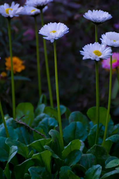 beautiful mixed white and pink color daisy long stem flowers - long leaf grass blade of grass imagens e fotografias de stock