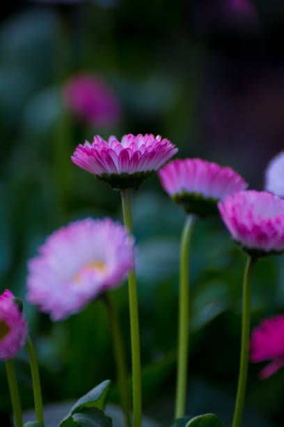 beautiful mixed white and pink color daisy long stem flowers - long leaf grass blade of grass imagens e fotografias de stock