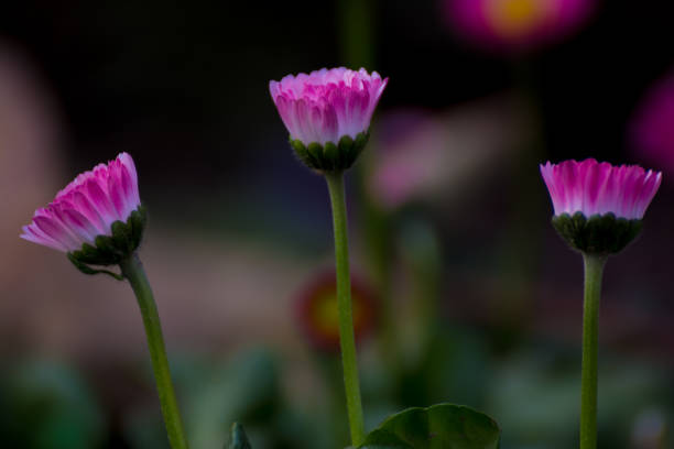 beautiful mixed white and pink color daisy long stem flowers - long leaf grass blade of grass imagens e fotografias de stock