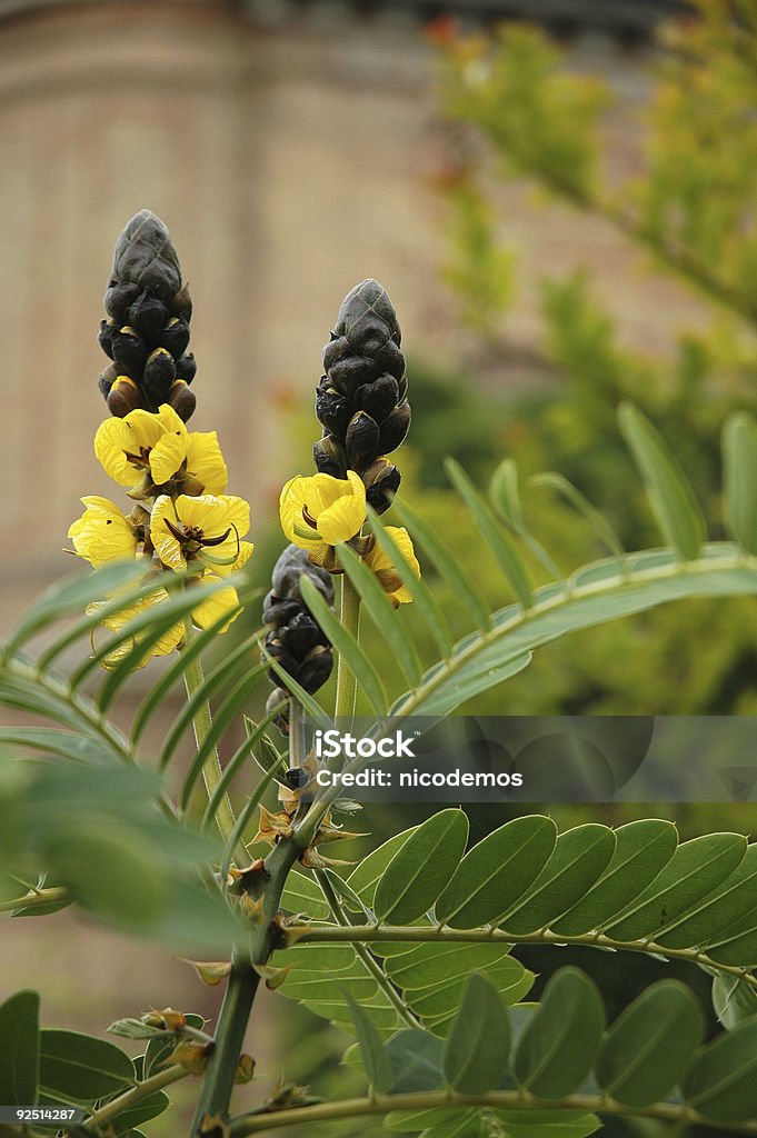 Dos flores en el jardín - Foto de stock de Aire libre libre de derechos