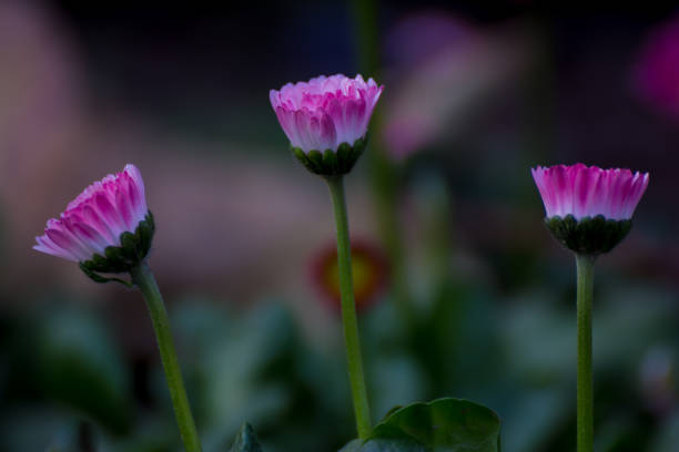 beautiful mixed white and pink color daisy long stem flowers - long leaf grass blade of grass imagens e fotografias de stock