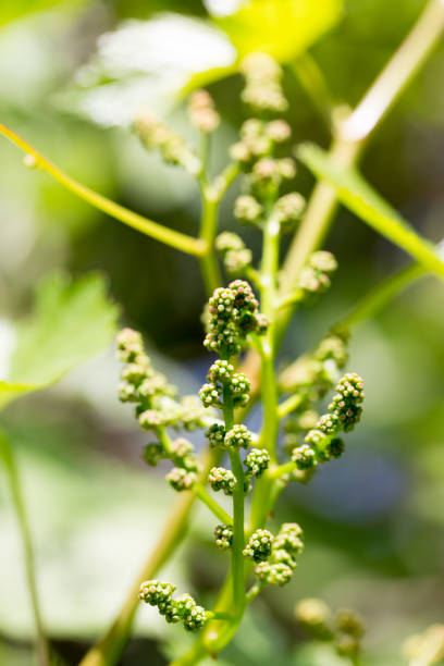 istock young green leaves of grapes as a background 925143696