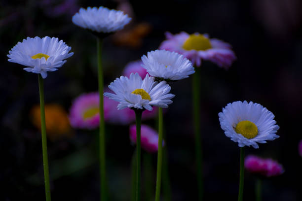 beautiful mixed white and pink color daisy long stem flowers - long leaf grass blade of grass imagens e fotografias de stock