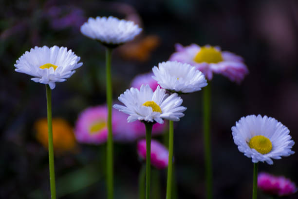 beautiful mixed white and pink color daisy long stem flowers - long leaf grass blade of grass imagens e fotografias de stock