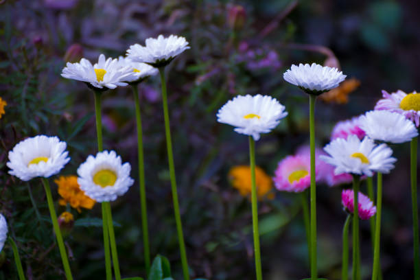 beautiful mixed white and pink color daisy long stem flowers - long leaf grass blade of grass imagens e fotografias de stock