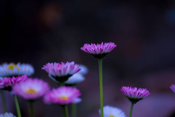 beautiful mixed white and pink color daisy long stem flowers - long leaf grass blade of grass imagens e fotografias de stock