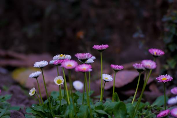 beautiful mixed white and pink color daisy long stem flowers - long leaf grass blade of grass imagens e fotografias de stock