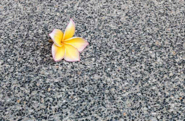 istock Closeup fallen yellow flower on black marble stone floor texture background 925144904