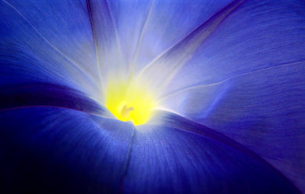 Blue Bindweed. stock photo