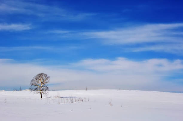 istock Alone frozen tree on winter field 925148470