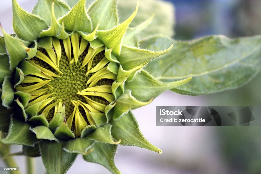 Городской Sunflower Ripening - Стоковые фото Без людей роялти-фри