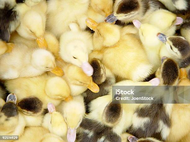 Little Ducks Foto de stock y más banco de imágenes de Abrazar - Abrazar, Amarillo - Color, Animal