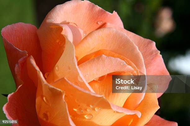 Pomarańczowy Rose W Bloom - zdjęcia stockowe i więcej obrazów Bez ludzi - Bez ludzi, Fotografika, Główka kwiatu