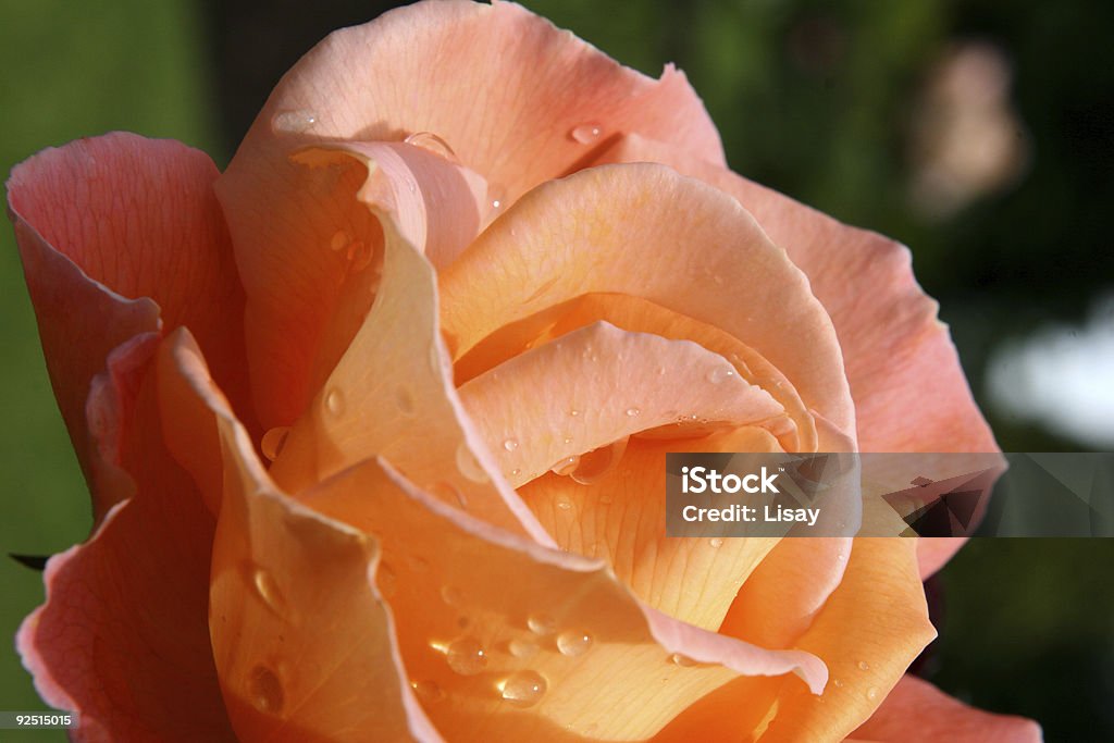 Rosas florescendo laranja - Foto de stock de Amor royalty-free