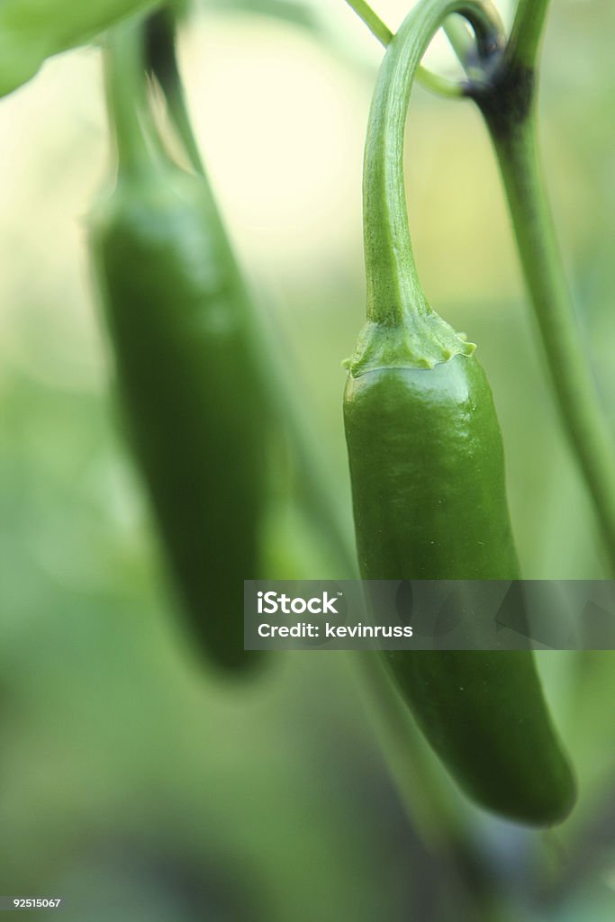 Deux poivrons Piment Jalapeno - Photo de Aliment libre de droits