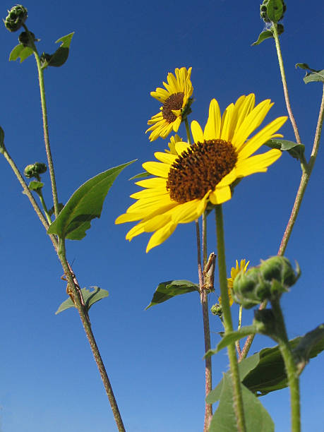 Sunflower With Grasshoppers stock photo