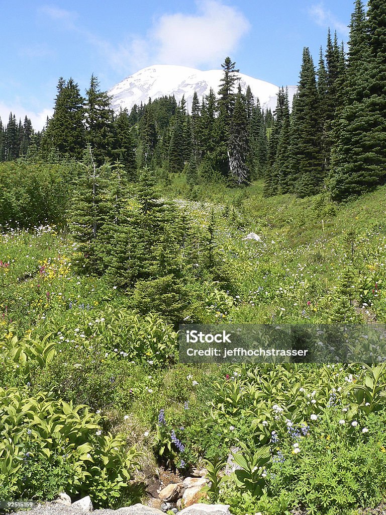 MT. Rainier Prado - Foto de stock de Aire libre libre de derechos