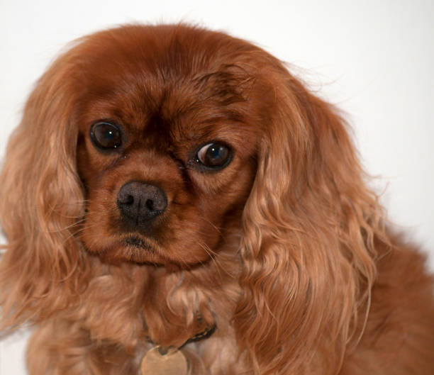 istock Cavalier King Charles Spaniel, also known as English Toy Spaniel, Ruby colour, with big eyes, looking right 925151966