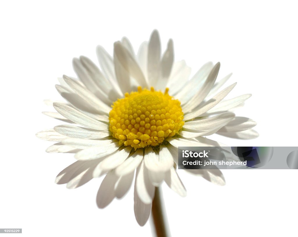 Garden Gänseblümchen-Blume auf einem weißen Hintergrund. - Lizenzfrei Blume Stock-Foto