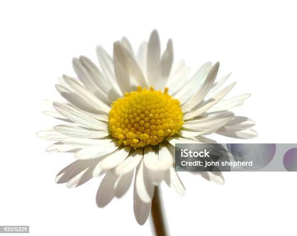 Garden Gänseblümchenblume Auf Einem Weißen Hintergrund Stockfoto und mehr Bilder von Blume