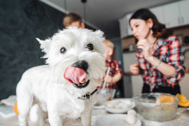 chien sur la table de la cuisine. héhé dans la cuisine - dog family indoors child photos et images de collection