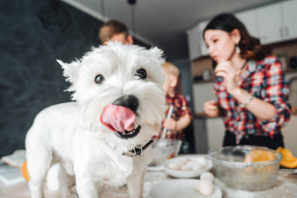 Dog on the kitchen table. Happy family in the kitchen stock photo