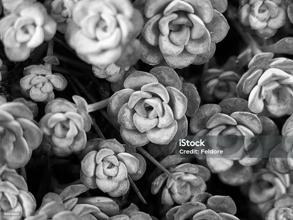 Fantôme de fleurs - Photo de Blanc libre de droits