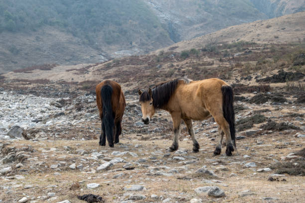 istock Horses of the Mountains 925155500