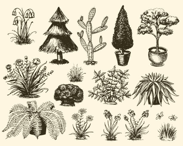 40+ Planted Cactus Stock Illustrations, Royalty-Free Vector Graphics ...