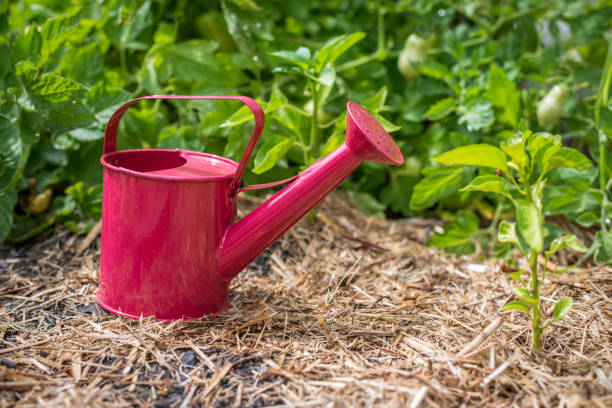 istock Watering can in garden 925156576